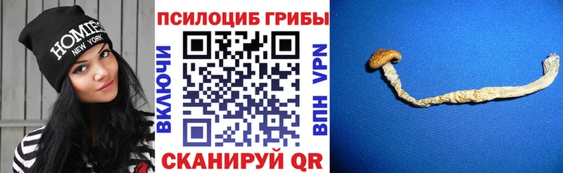 Псилоцибиновые грибы Psilocybe  Керчь 